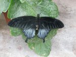 Papilio lowi (Ласточкин хвост)