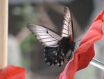Papilio lowi (Ласточкин хвост)