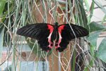 Papilio rumanzovia ( )