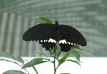 Papilio polites